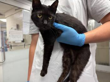 Rescue Domestic Short Hair Cats for Adoption in Hagerstown, Maryland - MICHELLE | PetCurious