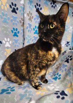 Talula -  American Bobtail Cat for Adoption in Wabash, Indiana - Talula | PetCurious