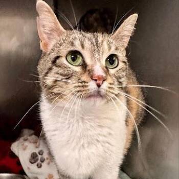 American Shorthair Cats Available for Adoption in Bethel, Connecticut - Nelly Furrtado | PetCurious