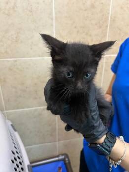 Mazda -  Domestic Short Hair Cat for Adoption in Hobbs, New Mexico - Mazda | PetCurious