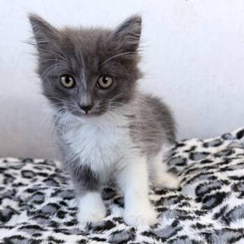 Domestic Long Hair Cats Available for Adoption in Medford, Oregon - Zazo | PetCurious