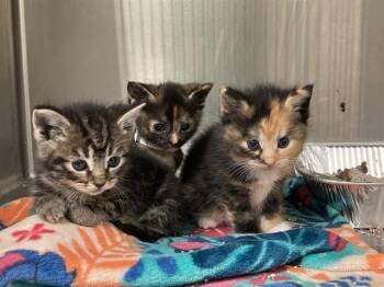 CHERRY -  Domestic Short Hair Cat for Adoption in Tustin, California - CHERRY | PetCurious
