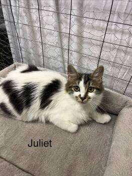 Juliet -  Domestic Medium Hair and Tabby Cat for Adoption in Burnaby, British Columbia - Juliet | PetCurious