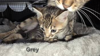Grey Collar -  Bengal Cat for Sale in La Vergne, Tennessee - Grey Collar | PetCurious