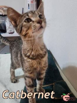 Catbernet -  Domestic Short Hair Cat for Adoption in Douglasville, Georgia - Catbernet | PetCurious