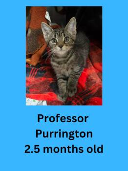 Professor Purrington -  Domestic Short Hair Cat for Adoption in Ravenna, Ohio - Professor Purrington | PetCurious