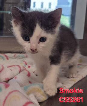 Smokie -  Domestic Short Hair Cat for Adoption in Clarksville, Tennessee - Smokie | PetCurious