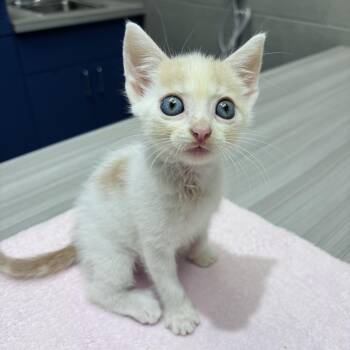 Dazzle -  Domestic Short Hair Cat for Adoption in Salisbury, North Carolina - Dazzle | PetCurious