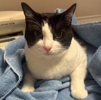 Bella -  Domestic Short Hair Cat for Adoption in Oakland, California - Bella | PetCurious