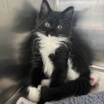 Salt -  Domestic Long Hair Cat for Adoption in Crookston, Minnesota - Salt | PetCurious