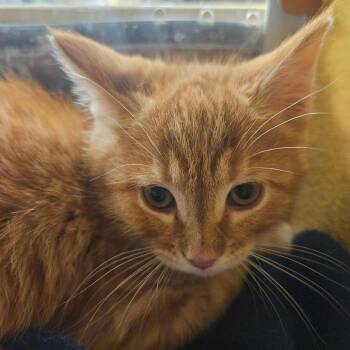 Domestic Short Hair Cats Available for Adoption in Grantsville, Utah - Soren | PetCurious