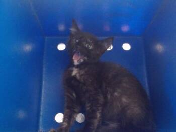 Domestic Short Hair Cats Available for Adoption in Orlando, Florida - BOBBI | PetCurious