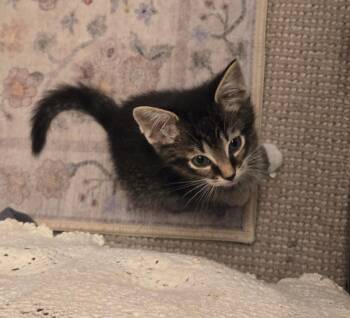 Domestic Short Hair Cats Available for Adoption in Livonia, Michigan - C318 Litter Marley | PetCurious