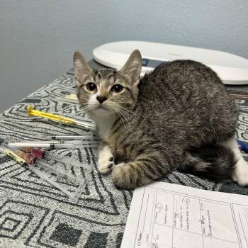 Caitlin -  Domestic Short Hair Cat for Adoption in Riverside, California - Caitlin | PetCurious