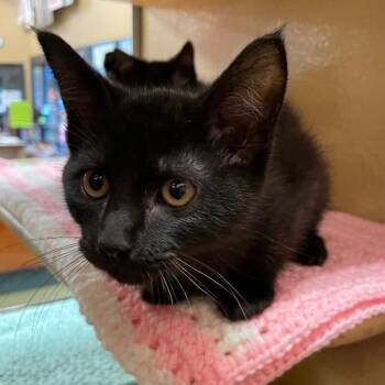 PB and J -  Domestic Short Hair Cat for Adoption in Roanoke, Virginia - PB And J | PetCurious