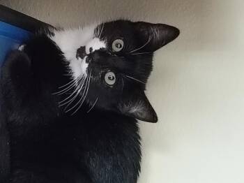 Domestic Short Hair Cats Available for Adoption in Bothell, Washington - Isabel | PetCurious