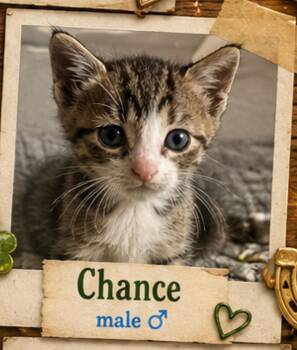 Domestic Short Hair Cats Available for Adoption in Mansfield, Texas - Chance | PetCurious