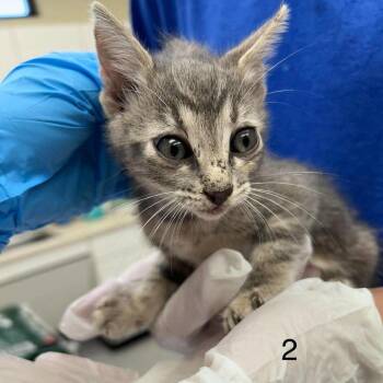Harmony 26-10-057 -  Domestic Short Hair Cat for Adoption in Bastrop, Texas - Harmony 26-10-057 | PetCurious