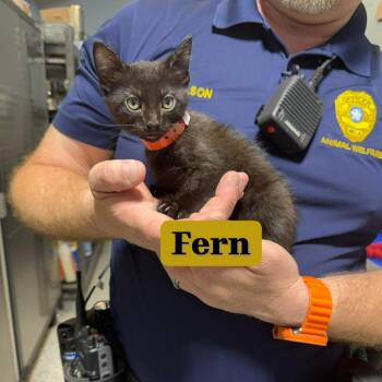 Domestic Short Hair Cats Available for Adoption in Newcastle, Oklahoma - Fern | PetCurious