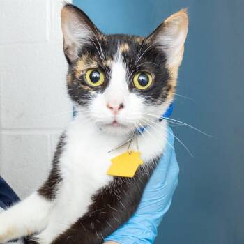 REIGN -  Domestic Short Hair Cat for Adoption in St. Louis, Missouri - REIGN | PetCurious