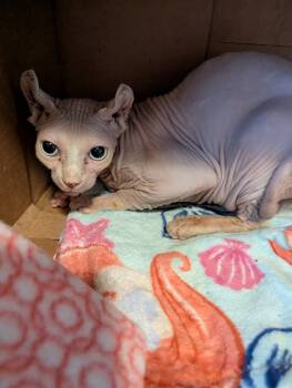 Sphynx Hairless Cat Cats Available for Adoption in Waterloo, Iowa - Kenny | PetCurious