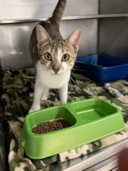 Domestic Short Hair Cats Available for Adoption in Killeen, Texas - GABI | PetCurious