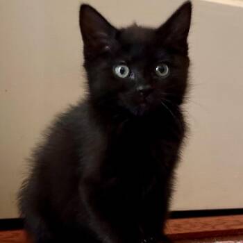 Moon Pie -  Domestic Short Hair Cat for Adoption in Bel Air, Maryland - Moon Pie | PetCurious