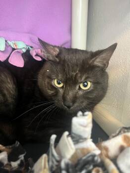 Domestic Short Hair Cats Available for Adoption - Pannek (ID 50579/761) | PetCurious