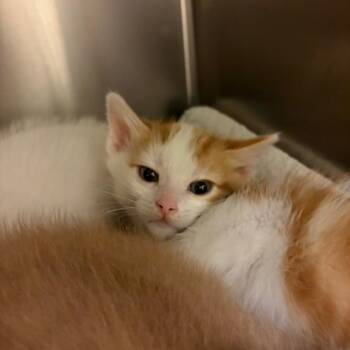 Domestic Short Hair Cats Available for Adoption in Council Bluffs, Iowa - Busta Rhymes | PetCurious