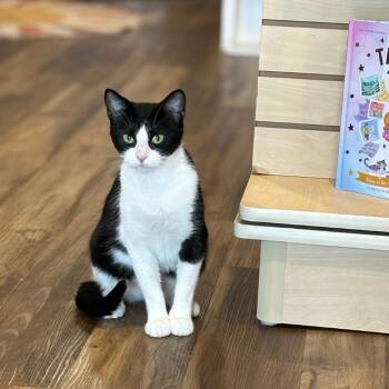 Rescue Domestic Short Hair Cats for Adoption in Pittsburg, Kansas - Nina | PetCurious