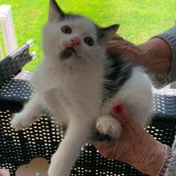 Cornbread -  Domestic Short Hair Cat for Adoption in Toronto, Ontario - Cornbread | PetCurious