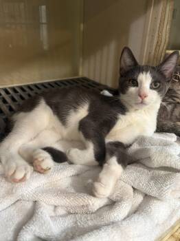 Astro -  Domestic Short Hair and Tabby Cat for Adoption in Yardley, Pennsylvania - Astro | PetCurious