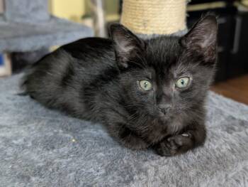 Domestic Short Hair Cats Available for Adoption in Plano, Texas - Felicia A216619 | PetCurious