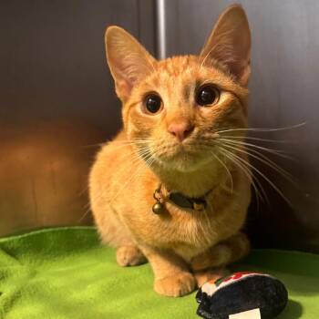 Domestic Short Hair Cats Available for Adoption in Belleville, Illinois - Beamer (BMW X5 Midsize Luxury Crossover SUV) | PetCurious