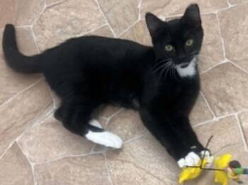 Crab -  Tuxedo and Domestic Short Hair Cat for Adoption in Republic, Washington - Crab | PetCurious