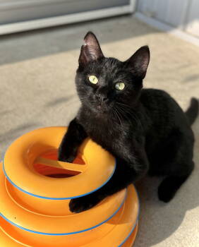 Rescue Domestic Short Hair Cats for Adoption in Estherville, Iowa - Beans | PetCurious