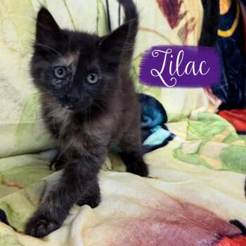 Lilac -  Domestic Medium Hair Cat for Adoption in Corpus Christi, Texas - Lilac | PetCurious