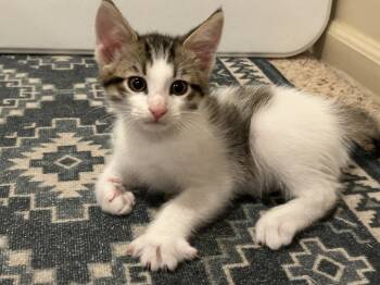 Rescue Domestic Short Hair Cats for Adoption in Little Rock, Arkansas - Callum | PetCurious