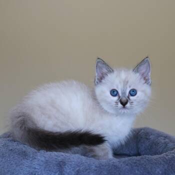 Aspen -  Domestic Short Hair Cat for Adoption in St. Ignace, Michigan - Aspen | PetCurious