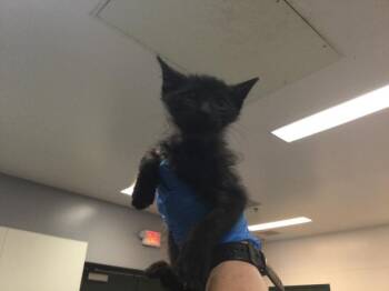 Domestic Short Hair Cats Available for Adoption in Thousand Palms, California - REGGIE | PetCurious