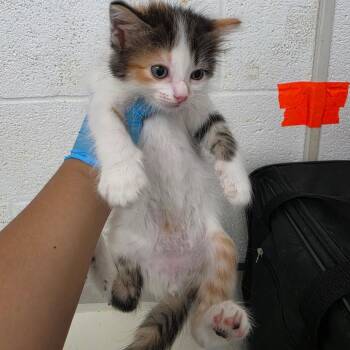 Calico -  Domestic Medium Hair Cat for Adoption in Edinburg, Texas - Calico | PetCurious