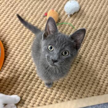 Domestic Short Hair Cats Available for Adoption in Chicago, Illinois - Fritter | PetCurious