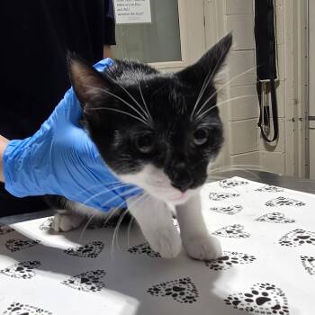 Hershey -  Domestic Short Hair Cat for Adoption in Milton, Florida - Hershey | PetCurious