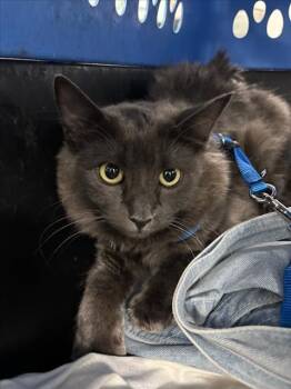 VELMA -  Domestic Medium Hair Cat for Adoption in Woodland, California - VELMA | PetCurious