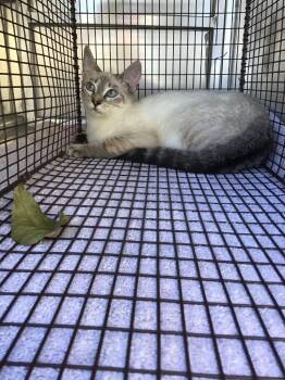 Siamese Cats Available for Adoption in New Braunfels, Texas - Ellie | PetCurious