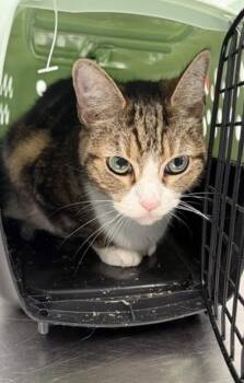 Mr. Betty -  Domestic Short Hair Cat for Adoption - Mr. Betty | PetCurious
