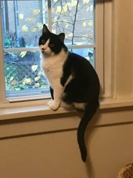 Cleo -  Domestic Short Hair Cat for Adoption in South Bend, Indiana - Cleo | PetCurious