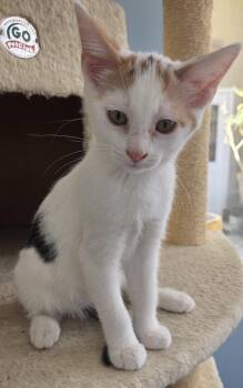 Dotty -  Calico Cat for Adoption in Mesquite, Nevada - Dotty | PetCurious