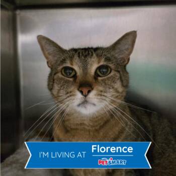 Miss Milkbread -  Domestic Short Hair Cat for Adoption in Cincinnati, Ohio - Miss Milkbread | PetCurious