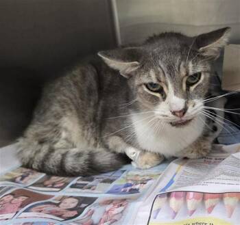 TANGERINE -  Domestic Short Hair Cat for Adoption in San Antonio, Texas - TANGERINE | PetCurious